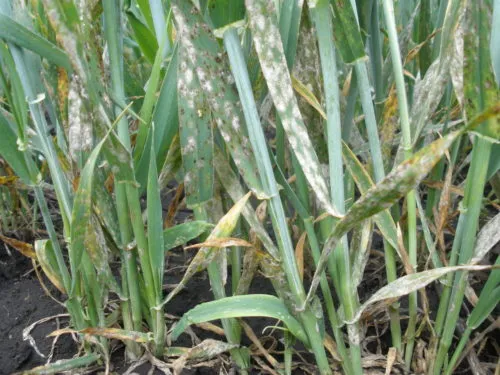 Ви зараз переглядаєте У посівах озимих зернових культур продовжують розвиватися низка хвороб 