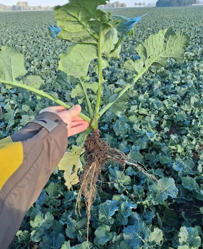 Результати випробувань: принцип роботи та переваги сівалки BEDNAR MATADOR8