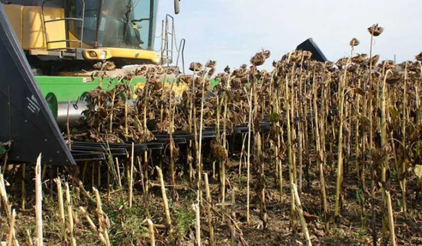 Ви зараз переглядаєте Жнива-2025: в Україні майже завершено збирання соняшнику