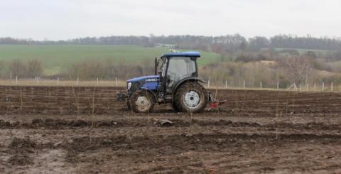 Ви зараз переглядаєте На Волині заклали найбільший вишневий сад