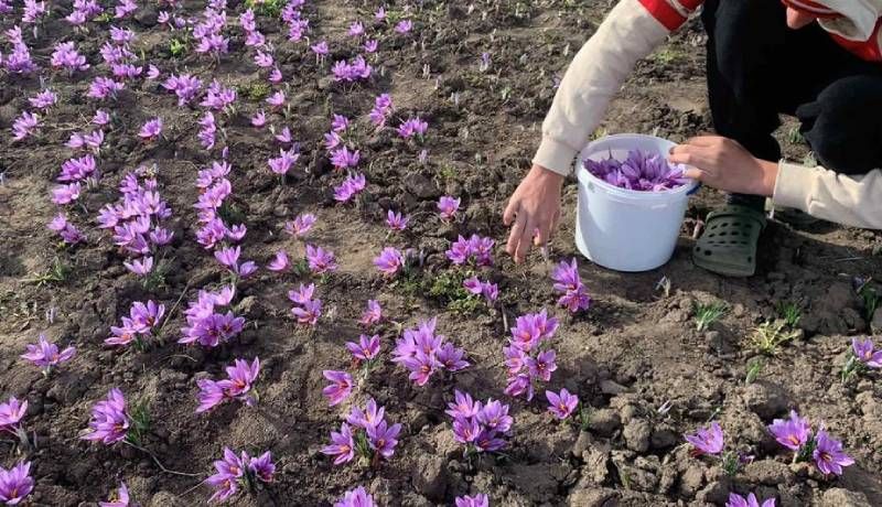 Ви зараз переглядаєте Через ранні приморозки шафран на Тернопільщині не дав урожаю квіток