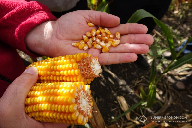 Ви зараз переглядаєте Через високу вологість зерна збирання кукурудзи на Черкащині затримується