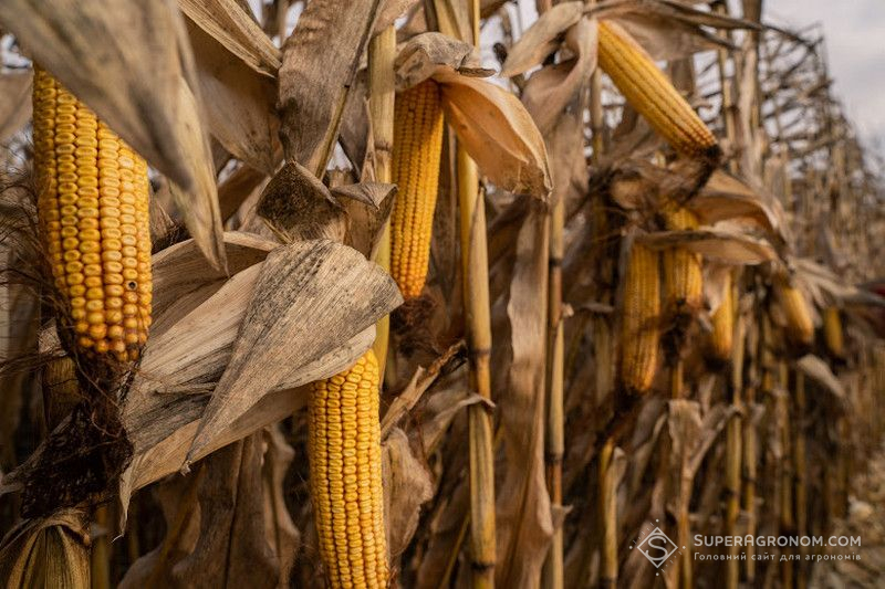Ви зараз переглядаєте Ціни на фуражну кукурудзу знижуються, попит залишається високим
