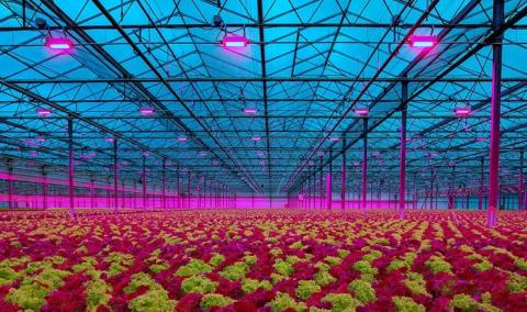 Ви зараз переглядаєте Знання спектру досвічування у теплиці покращує врожайність і економить кошти