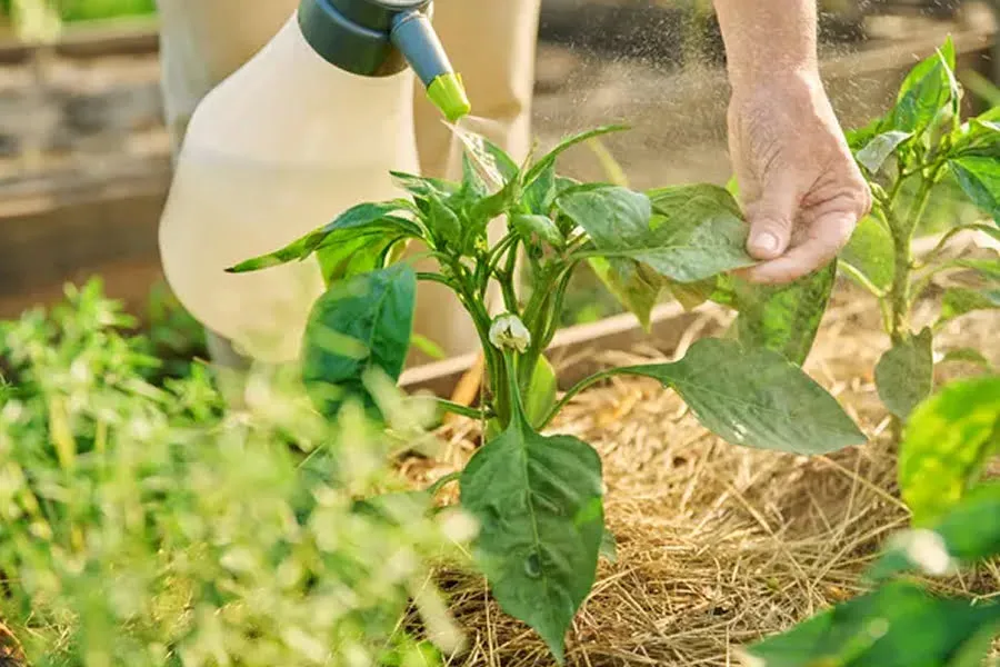 Ви зараз переглядаєте Городникам назвали ТОП-5 біофунгіцидів для городу