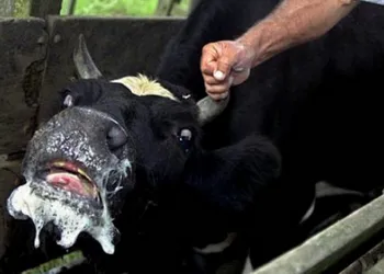 Ви зараз переглядаєте У селі на Волині запровадили карантин через випадок сказу у корови