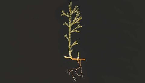 Ви зараз переглядаєте Вчені дізналися шокуючий секрет предків сучасних рослин