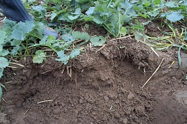 Результати випробувань: принцип роботи та переваги сівалки BEDNAR MATADOR10