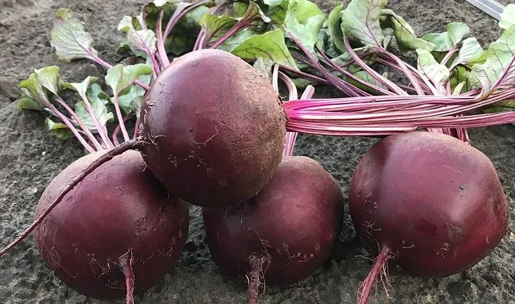 Ви зараз переглядаєте На Черкащині пізній буряк приніс урожай після повної втрати зернових