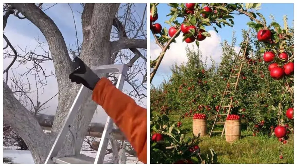 Ви зараз переглядаєте Омолодження старого саду: три прості кроки, які повернуть врожайність плодових дерев