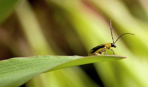 Ви зараз переглядаєте Коли доцільна хімічна обробка посівів кукурудзи від західного кукурудзяного жука