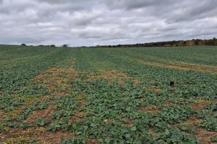 Результати випробувань: принцип роботи та переваги сівалки BEDNAR MATADOR9