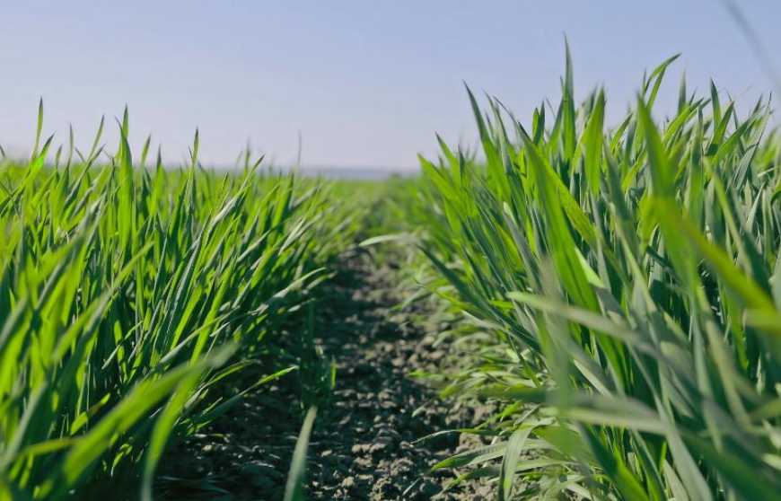 Ви зараз переглядаєте На Київщині стан посівів озимих оцінюють як добрий