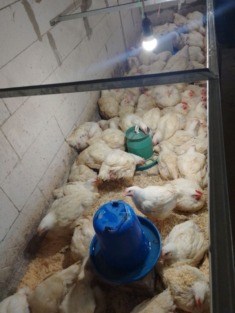 Грантова підтримка допомогла розвинути фермерське господарство2