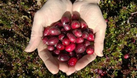 Ви зараз переглядаєте Фермери вирощують журавлину на торфових ґрунтах, зменшуючи просідання землі та викиди вуглекислого газу