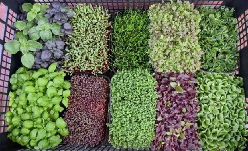 Ви зараз переглядаєте На Хмельниччині ветеран вирощує мікрозелень та їстівні квіти