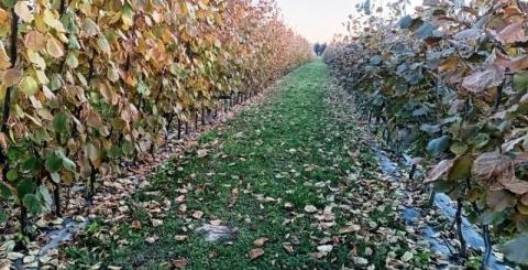 Ви зараз переглядаєте Власник розсадника з Хмельниччини планує висадити промисловий фундуковий сад