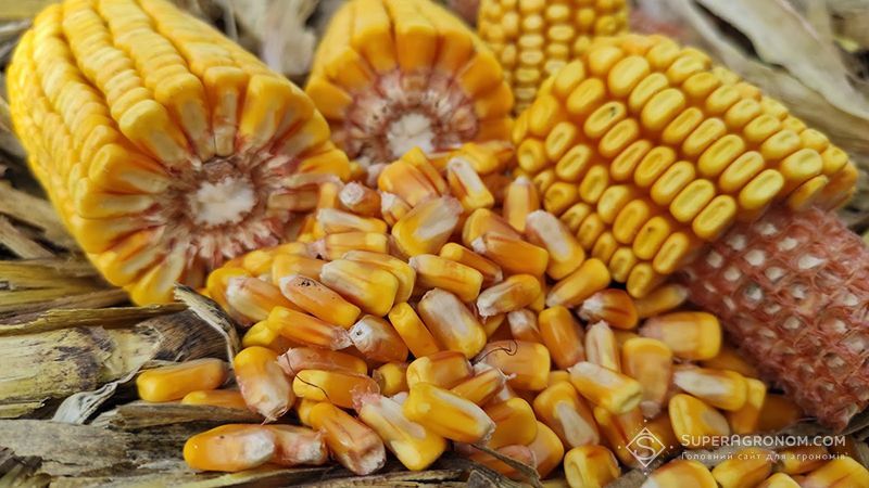 Ви зараз переглядаєте ФАО 260-360 та швидка вологовіддача є основними критеріями вибору гібридів кукурудзи в Центрі