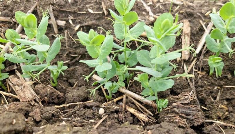 Ви зараз переглядаєте Горох зимуючий в умовах Одещини показує себе значно краще порівняно з ярим — агроном