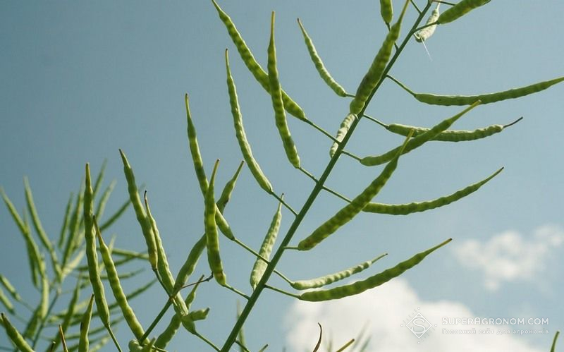 Ви зараз переглядаєте Індикативні ціни на ріпак нового врожаю озвучують від 430-435 $/т