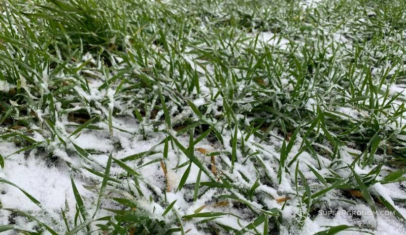 Ви зараз переглядаєте Які фактори слід врахувати при внесенні азотних добрив по озимих культурах взимку — науковець