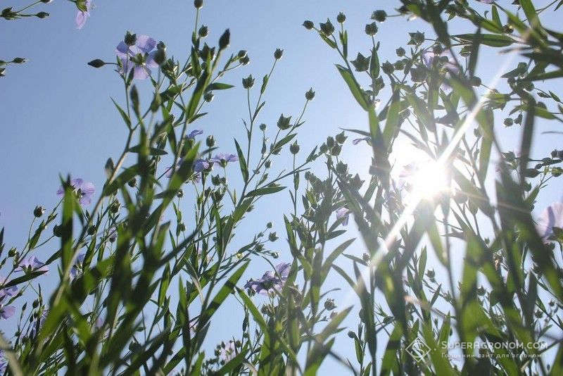 Ви зараз переглядаєте Льон продемонстрував високу стабільність до посушливих умов Кіровоградищни — досвід аграрія