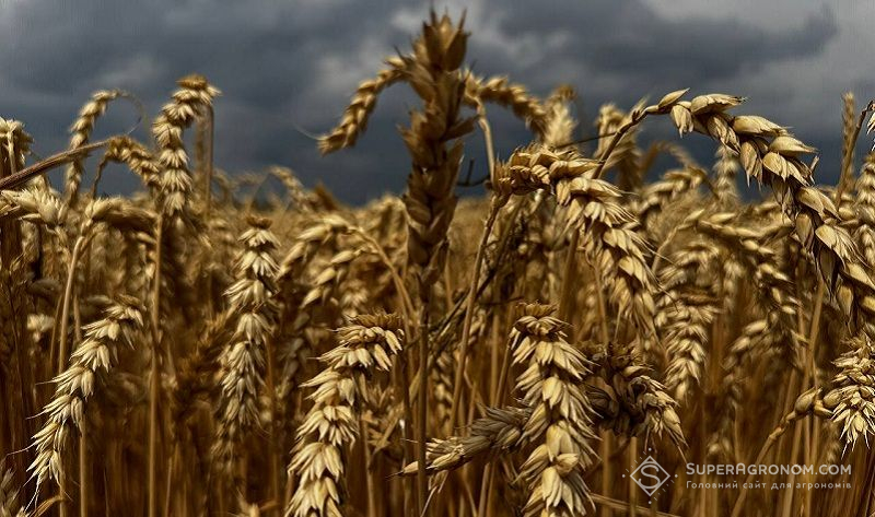 Ви зараз переглядаєте На глобальному ринку пшениці очікуються рекордні врожаї, зростання запасів основних експортерів та зниження попиту