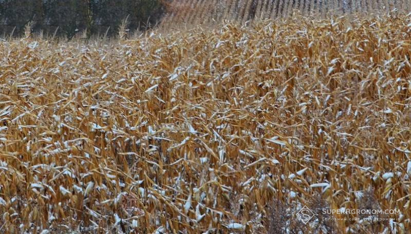 Ви зараз переглядаєте На кінець 2025 року кукурудзу зібрано з 87% площ, соняшник з 93% — статистичні дані