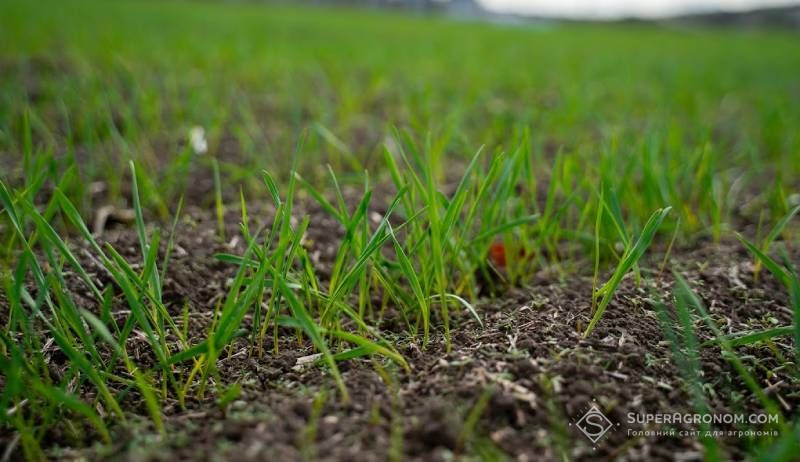 Ви зараз переглядаєте На Одещині пізні посіви озимих зернових забезпечують вищу врожайність, ніж ярі колосові — НААН
