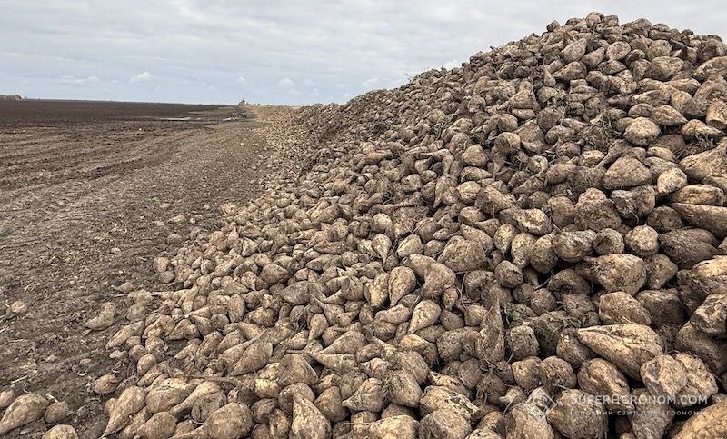 Ви зараз переглядаєте На Полтавщині завершують жнива 2025: цукрові убряки зібрані, залишилось зібрати кукурудзу