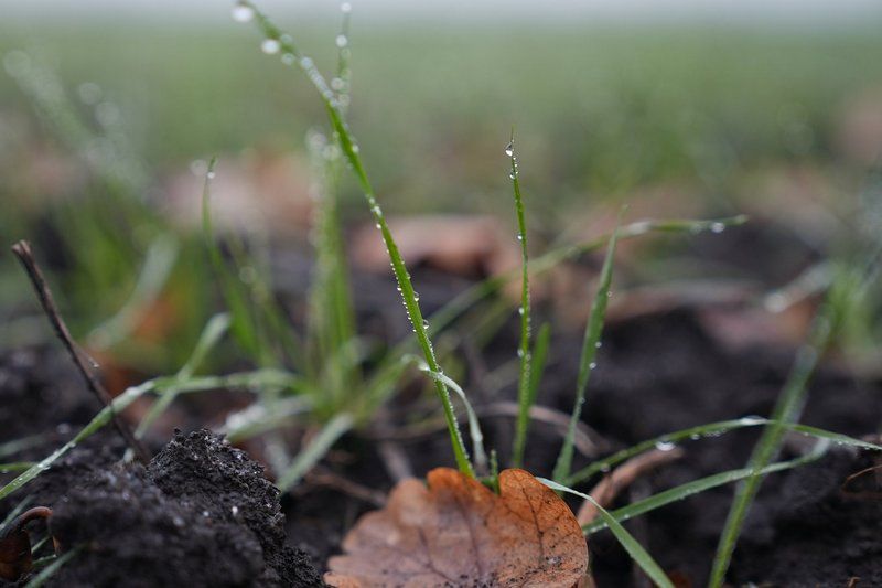 Ви зараз переглядаєте На Сумщині фіксують нижчий за норму вміст цукрів у вузлах кущення озимої пшениці, та врожайності це не загрожує