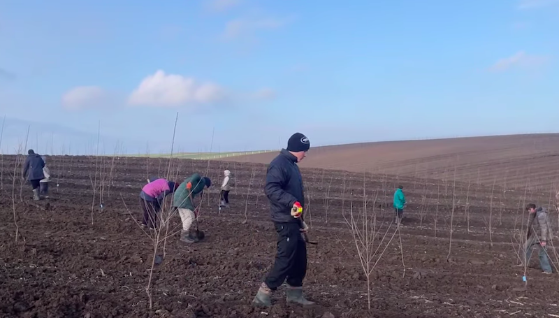 Ви зараз переглядаєте Найбільший вишневий сад в області заклали на Волині