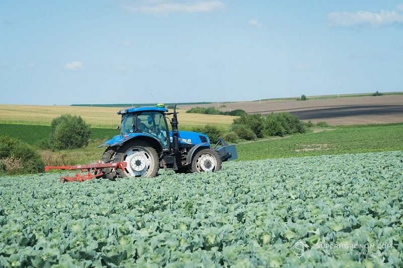 Ви зараз переглядаєте Найскладніший овоч у вирощуванні — капуста — про досвід вирощування розповів аграрій з Тернопільщини