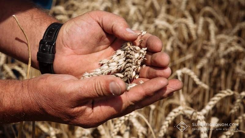 Ви зараз переглядаєте Найвийща врожайність пшениці 8,4 т/га в Агротрейд отримана на Чернігівщині