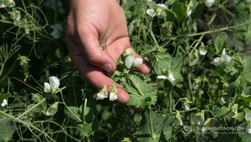 Ви зараз переглядаєте Науковець вважає льон олійний і горох перспективними нішевими культурами