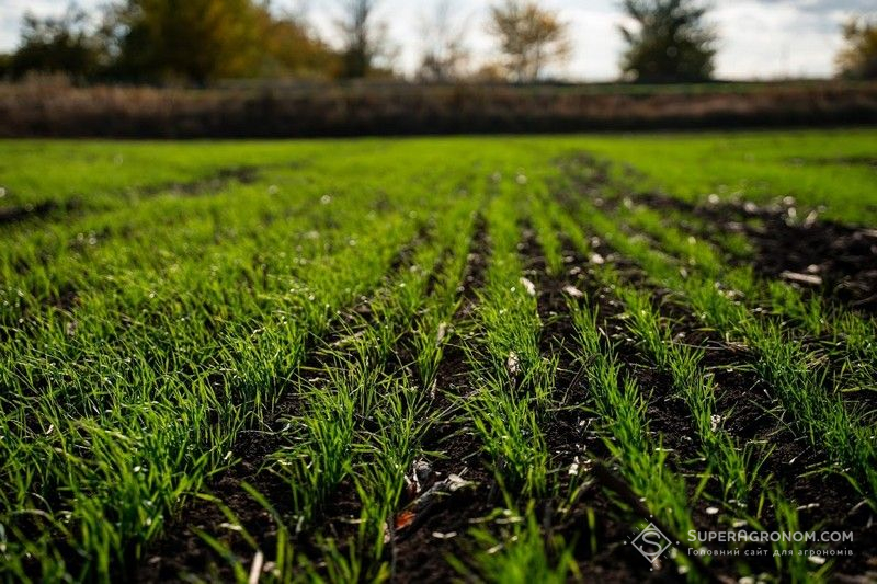 Ви зараз переглядаєте Озимі зернові на Київщині уповільнюють ростові процеси, проте вдень продовжують вегетувати