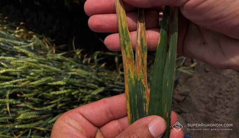 Ви зараз переглядаєте Поширення альтернаріозу, борошнистої роси, септоріозу на посівах зернових фіксують в різних областях