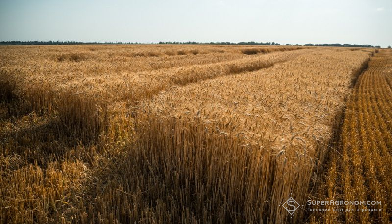 Ви зараз переглядаєте Проблемою польських аграріїв є структурна відсталість, а не українське зерно