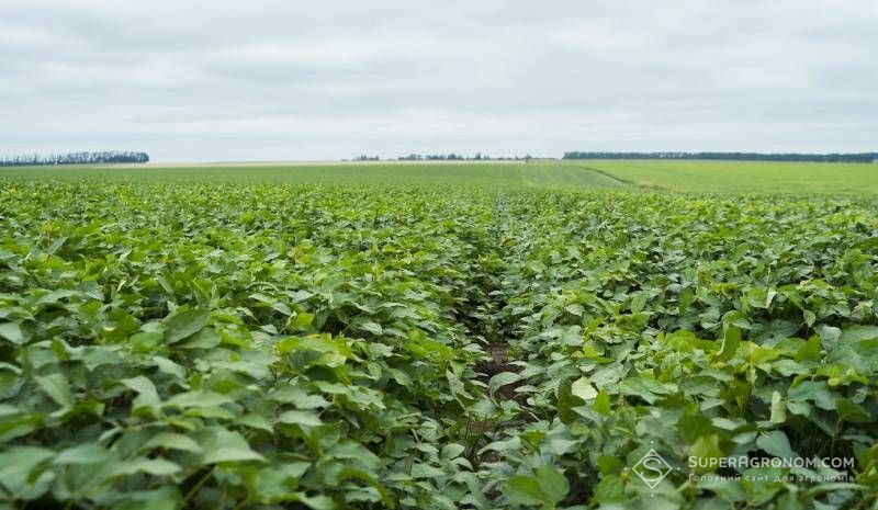 Ви зараз переглядаєте Регламент ЄС щодо розліснення відтерміновано на рік, але більшість українських виробників сої готові до його впровадження