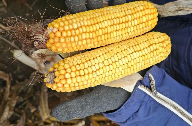 Ви зараз переглядаєте Рекордну врожайність кукурудзи в Агро Регіон зібрали у Борзнянському кластері