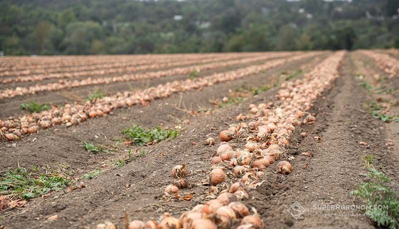 Ви зараз переглядаєте Рентабельність озимої цибулі 50%, вона має експортний потенціал