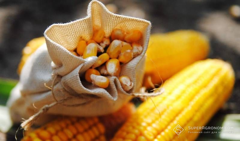 Ви зараз переглядаєте Різдвяний подарунок 5+1: акція на гібрид кукурудзи ЛГ31305 від Лімагрейн Україна