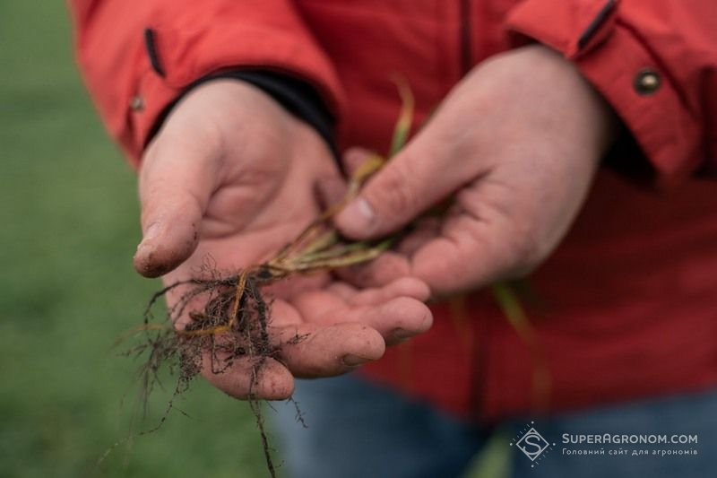 Ви зараз переглядаєте Різкий перехід до мінусових температур повітря на Харківщині не спричинить загибелі посіві озимої пшениці