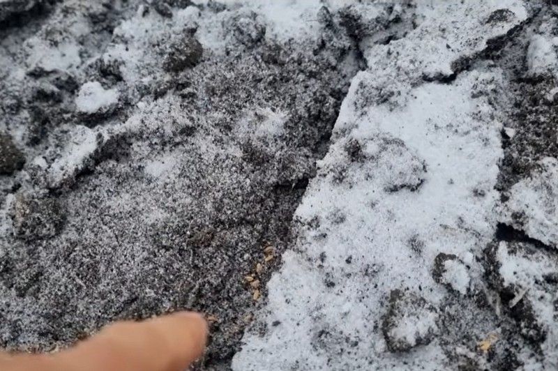 Ви зараз переглядаєте Сівба озимої пшениці в грудні — харківські науковці заклали експеримент