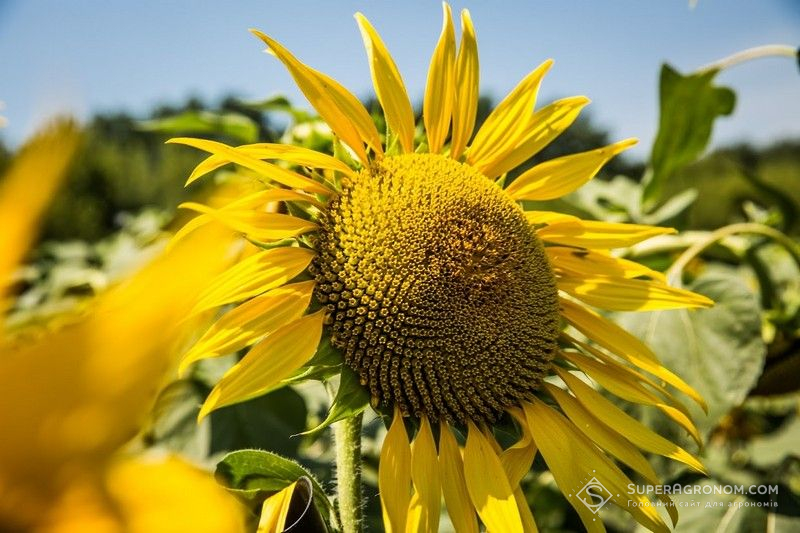 Ви зараз переглядаєте Соняшник втрачає позиції найприбутковішої культури через зниження врожайності