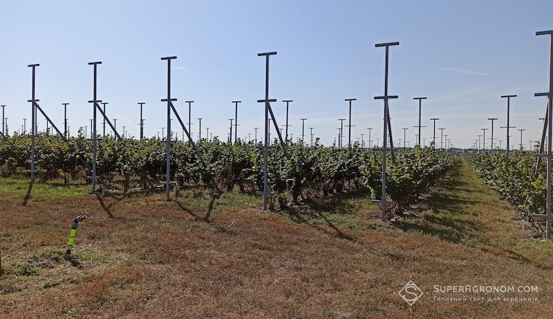 Ви зараз переглядаєте Сорт фундуку Тонда ді Джиффоні будуть вирощувати на Одещині на площі 100 га