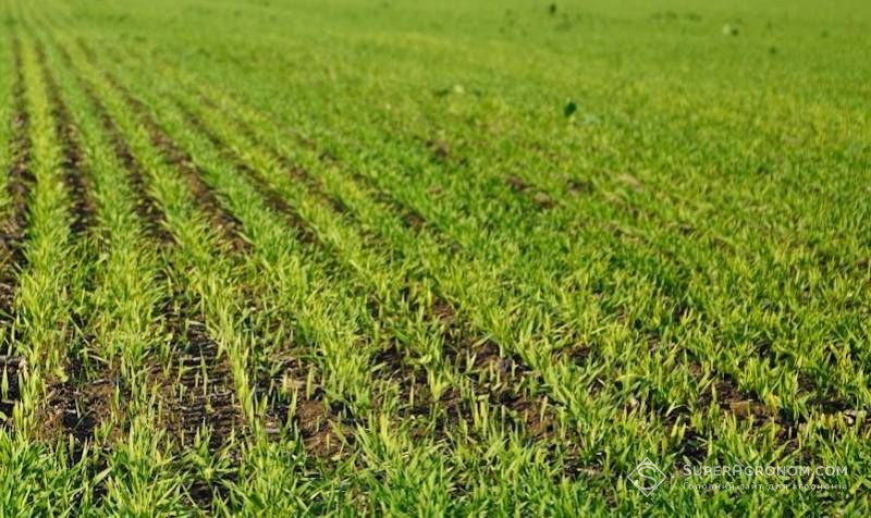 Ви зараз переглядаєте Стан озимих зернових на більшості площ не відповідає критеріям успішної перезимівлі