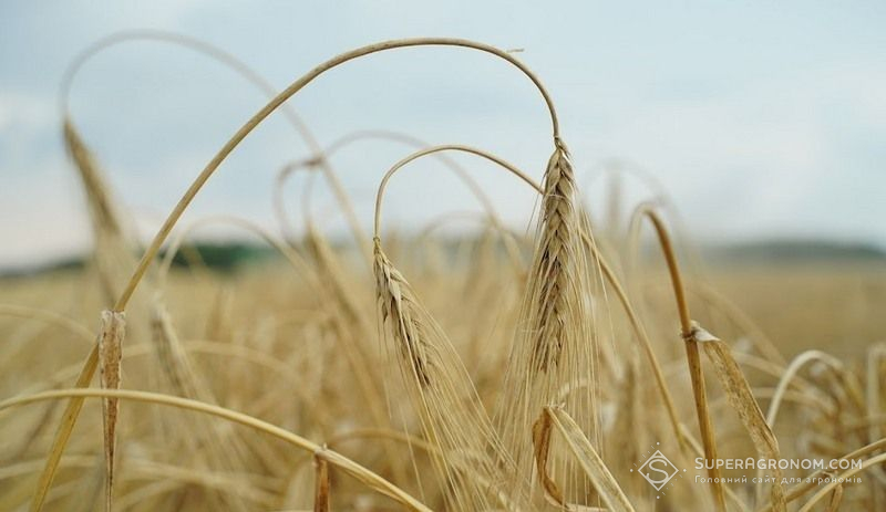Ви зараз переглядаєте Створення стійких до хвороб продуктивних сортів ячменю фінансують фермери в Канаді