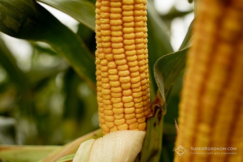Ви зараз переглядаєте Україна експортувала 1,31 млн тонн кукурудзи, та дисбаланс між темпами приймання та відвантаження рухає ціни вниз