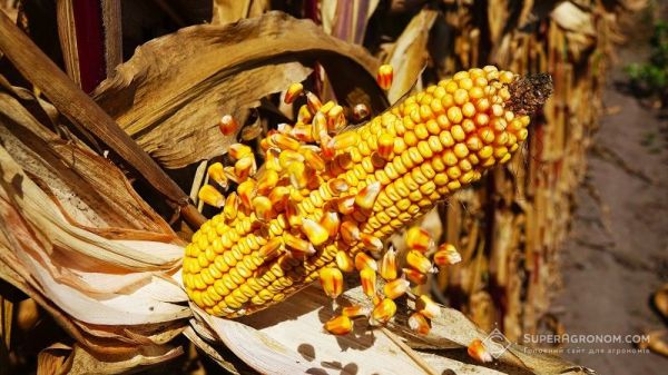 Ви зараз переглядаєте Україна входить то трійки найбільших постачальників органічної продукції до ЄС за підсумками 2024 року